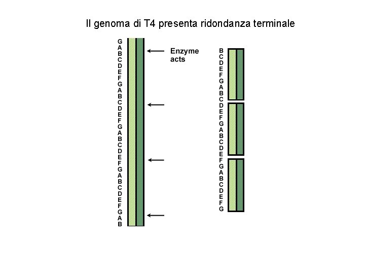 Il genoma di T 4 presenta ridondanza terminale 