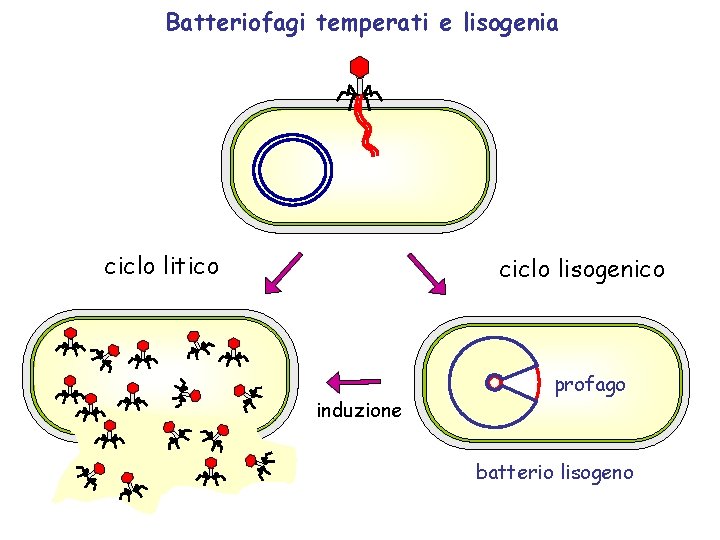 Batteriofagi temperati e lisogenia ciclo litico ciclo lisogenico induzione profago batterio lisogeno 