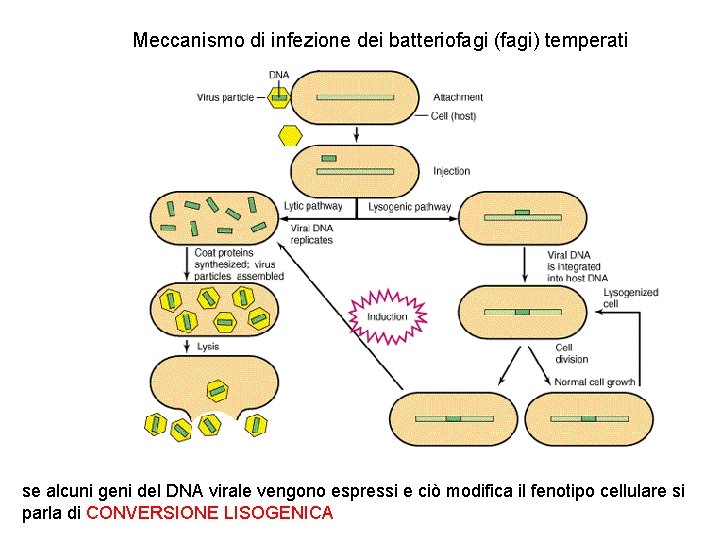 Meccanismo di infezione dei batteriofagi (fagi) temperati se alcuni geni del DNA virale vengono