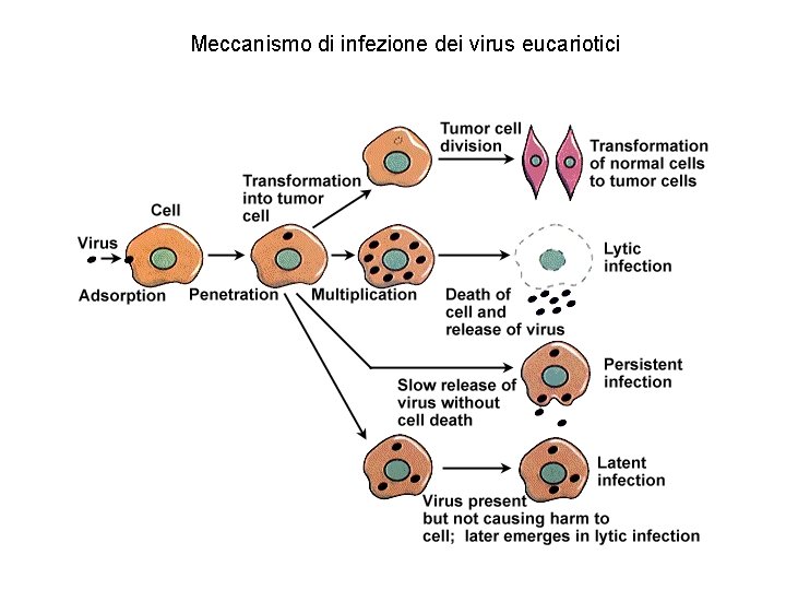 Meccanismo di infezione dei virus eucariotici 