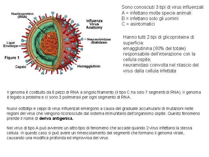 Sono conosciuti 3 tipi di virus influenzali: A = infettano molte specie animali B