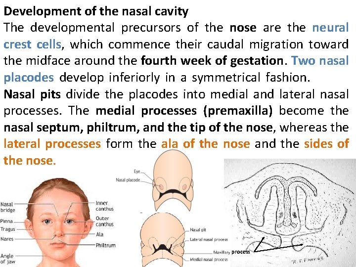 Embryology of the Respiratory System I Prof Abdulameer