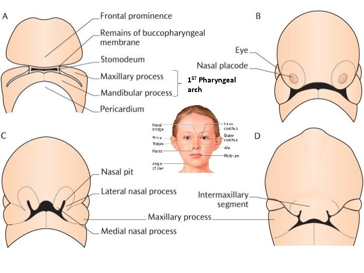 Embryology of the Respiratory System I Prof Abdulameer