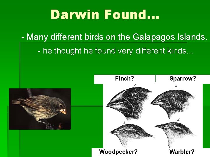 Darwin Found… - Many different birds on the Galapagos Islands. - he thought he