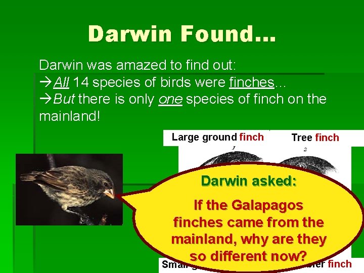 Darwin Found… Darwin was amazed to find out: àAll 14 species of birds were