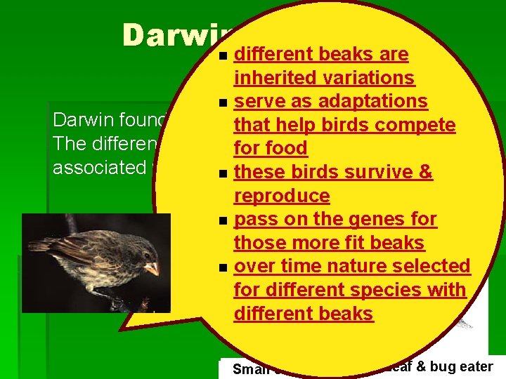 Darwin Found… n different beaks are inherited variations Darwin said: n serve as adaptations
