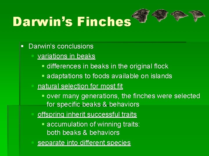 Darwin’s Finches § Darwin’s conclusions § variations in beaks § differences in beaks in