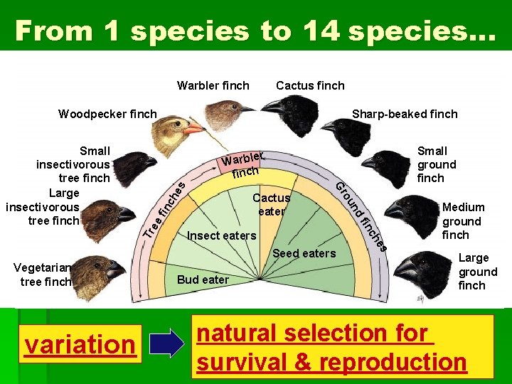 From 1 species to 14 species… Warbler finch Cactus finch Woodpecker finch Small ground