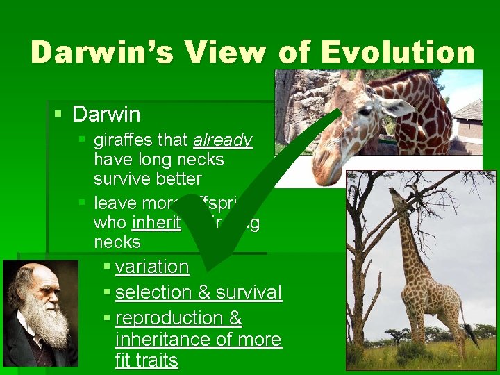 Darwin’s View of Evolution § Darwin § giraffes that already have long necks survive