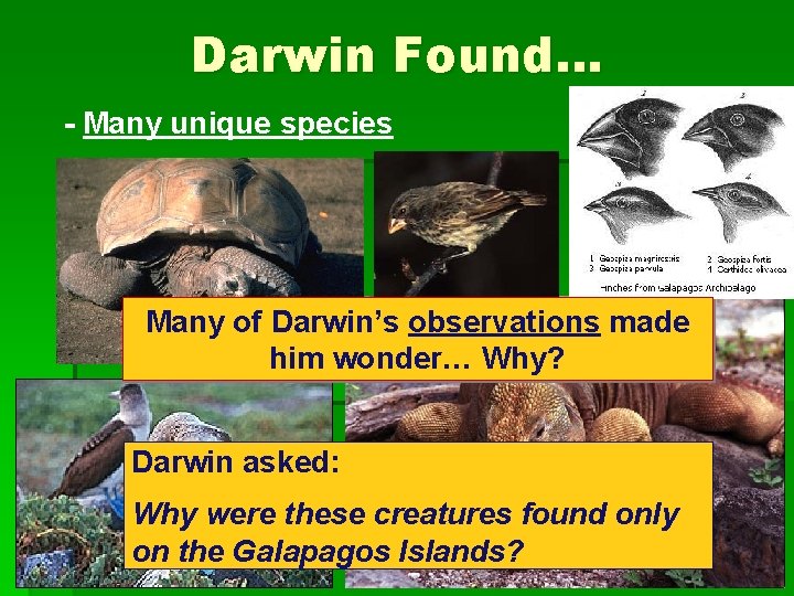 Darwin Found… - Many unique species Many of Darwin’s observations made him wonder… Why?