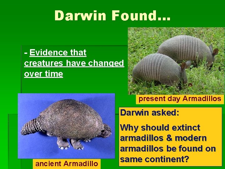 Darwin Found… - Evidence that creatures have changed over time present day Armadillos Darwin