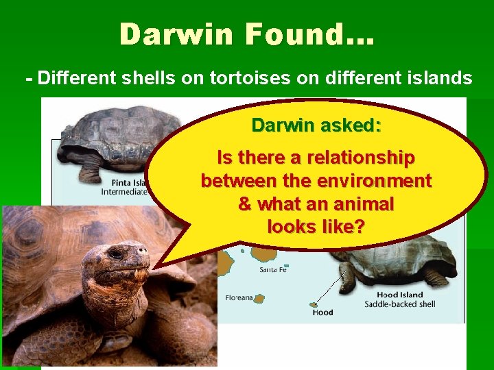 Darwin Found… - Different shells on tortoises on different islands Darwin asked: Is there