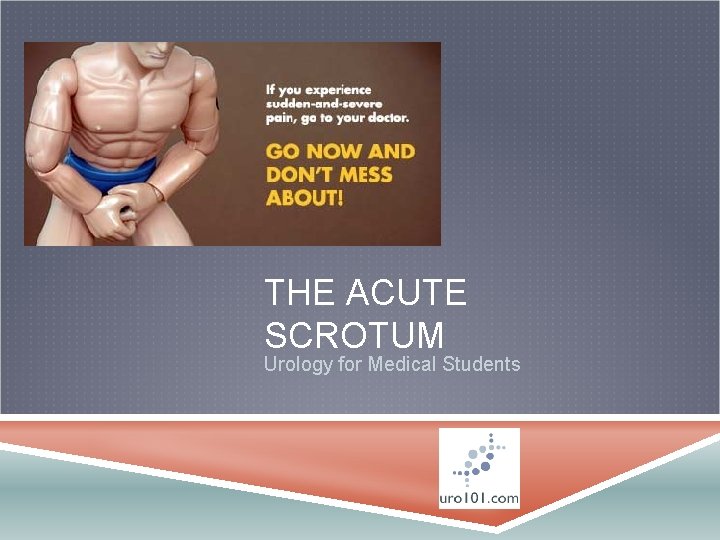 THE ACUTE SCROTUM Urology for Medical Students 