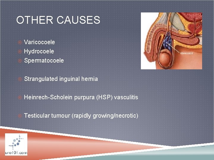 OTHER CAUSES Varicocoele Hydrocoele Spermatocoele Strangulated inguinal hernia Heinrech-Scholein purpura (HSP) vasculitis Testicular tumour