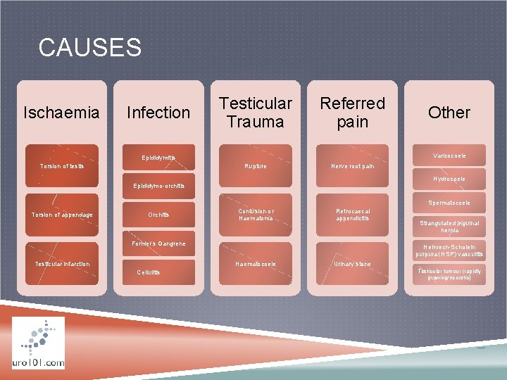 CAUSES Ischaemia Infection Testicular Trauma Referred pain Varicocoele Epididymitis Torsion of testis Other Rupture