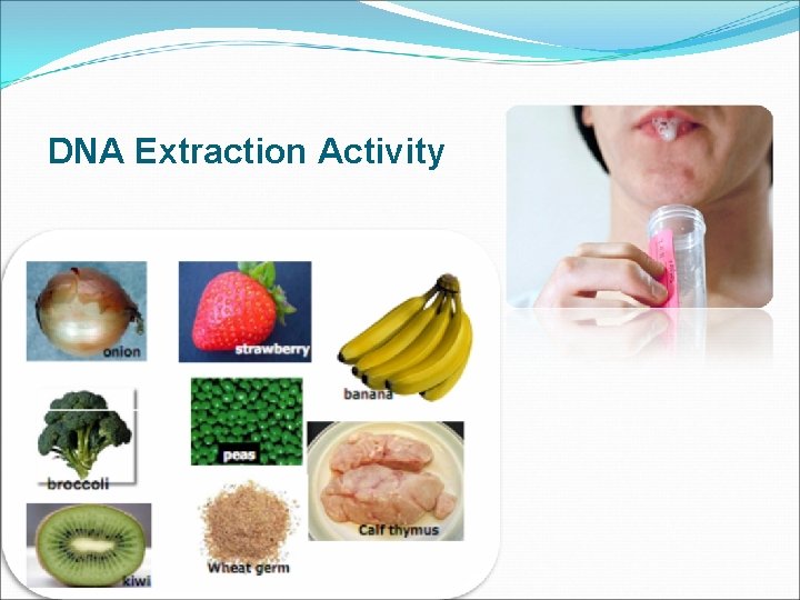 DNA Extraction Activity 