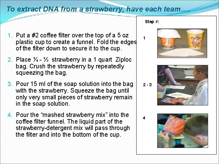 To extract DNA from a strawberry, have each team…. Step #: 1. Put a