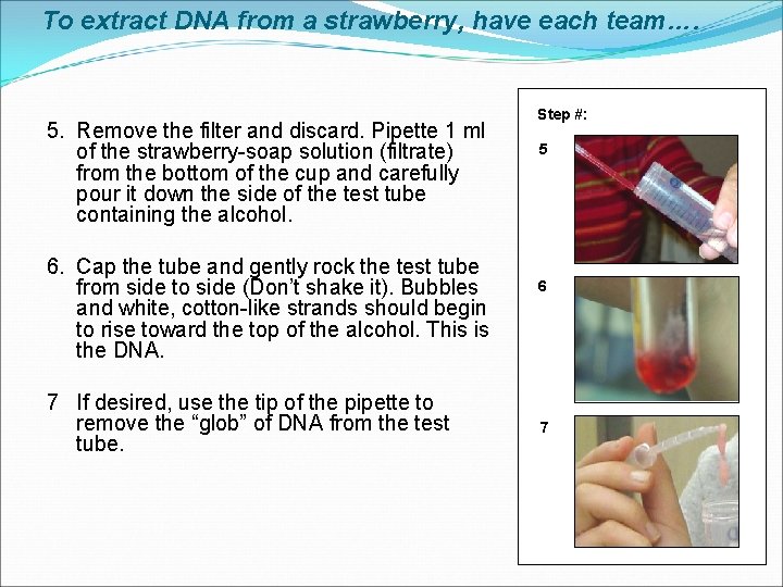 To extract DNA from a strawberry, have each team…. 5. Remove the filter and