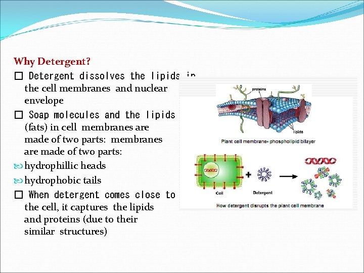 Why Detergent? � Detergent dissolves the lipids in the cell membranes and nuclear envelope