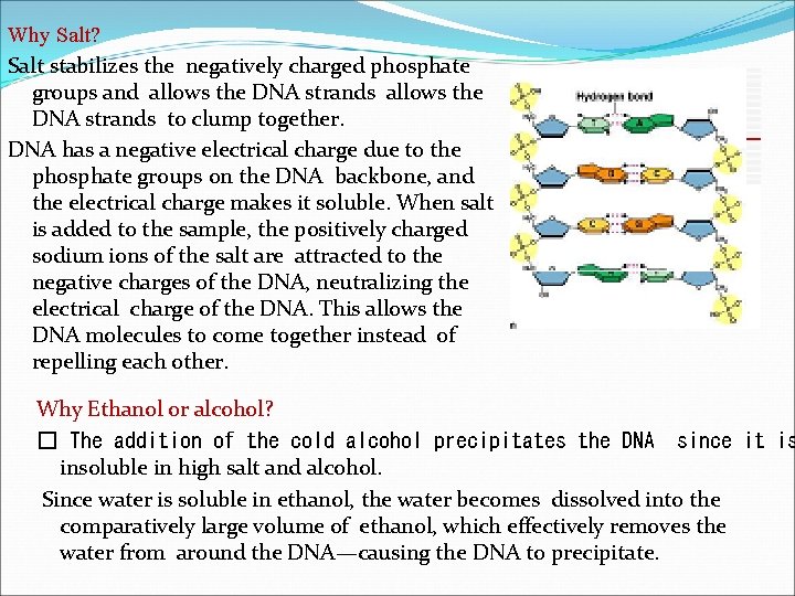 Why Salt? Salt stabilizes the negatively charged phosphate groups and allows the DNA strands