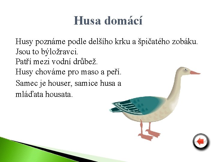 Husa domácí Husy poznáme podle delšího krku a špičatého zobáku. Jsou to býložravci. Patří