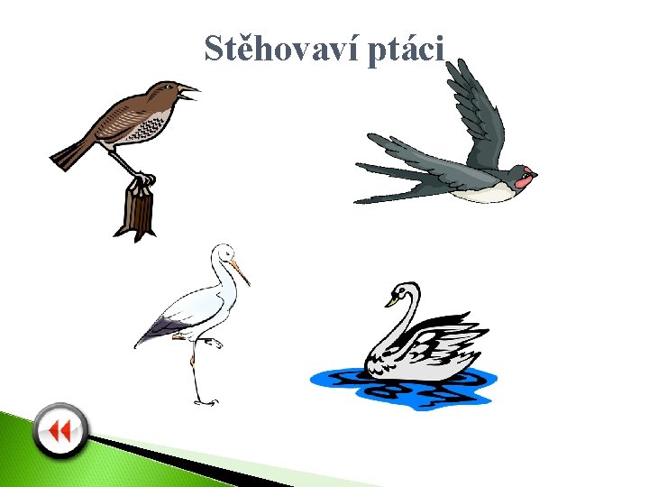 Stěhovaví ptáci 