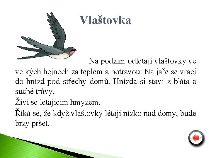 Vlaštovka Na podzim odlétají vlaštovky ve velkých hejnech za teplem a potravou. Na jaře