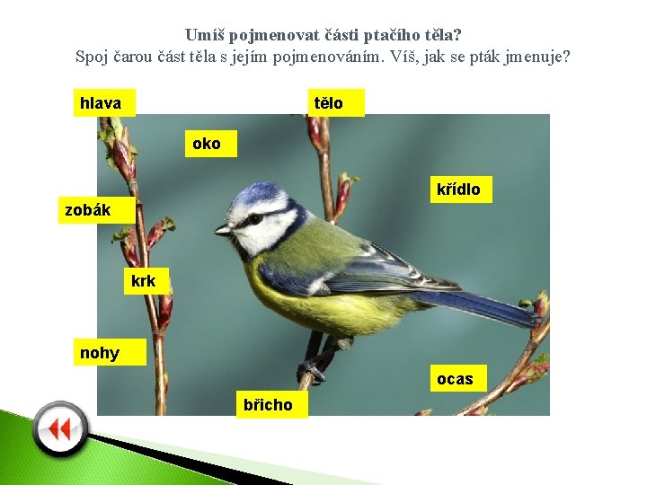 Umíš pojmenovat části ptačího těla? Spoj čarou část těla s jejím pojmenováním. Víš, jak