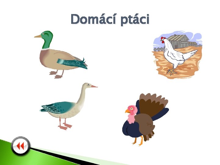Domácí ptáci 