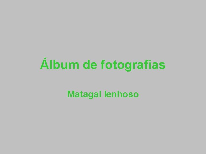 Álbum de fotografias Matagal lenhoso 