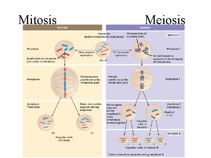 Mitosis Meiosis 