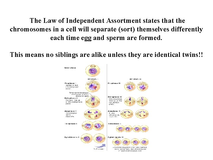 The Law of Independent Assortment states that the chromosomes in a cell will separate