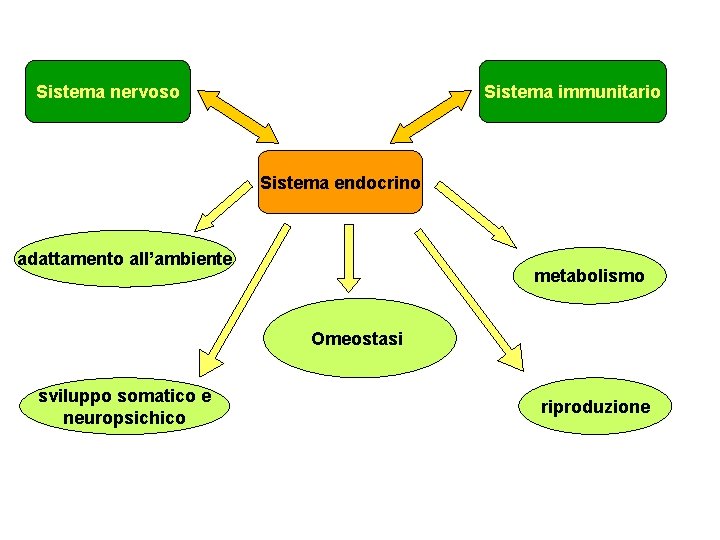 Sistema nervoso Sistema immunitario Sistema endocrino adattamento all’ambiente metabolismo Omeostasi sviluppo somatico e neuropsichico