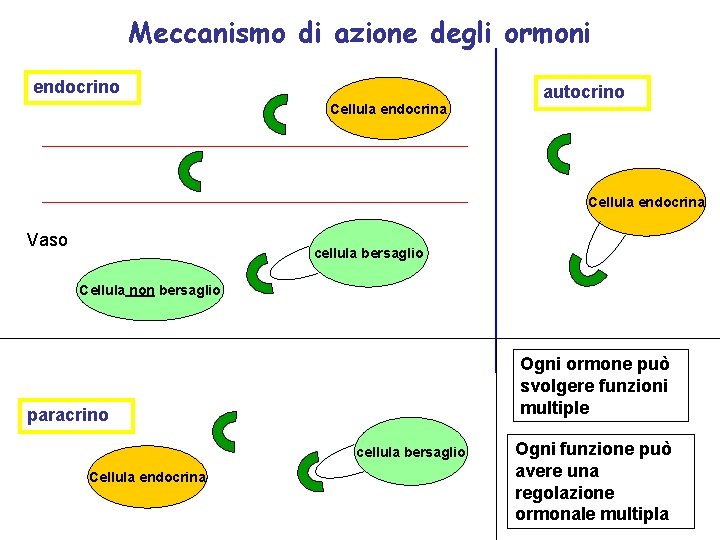 Meccanismo di azione degli ormoni endocrino Cellula endocrina autocrino Cellula endocrina Vaso cellula bersaglio