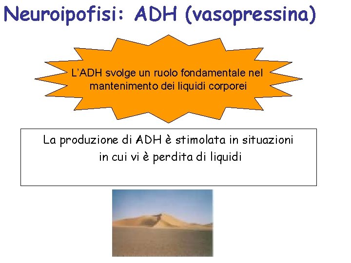 Neuroipofisi: ADH (vasopressina) L’ADH svolge un ruolo fondamentale nel mantenimento dei liquidi corporei La