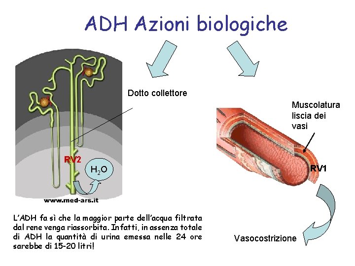 ADH Azioni biologiche Dotto collettore Muscolatura liscia dei vasi RV 2 RV 1 H