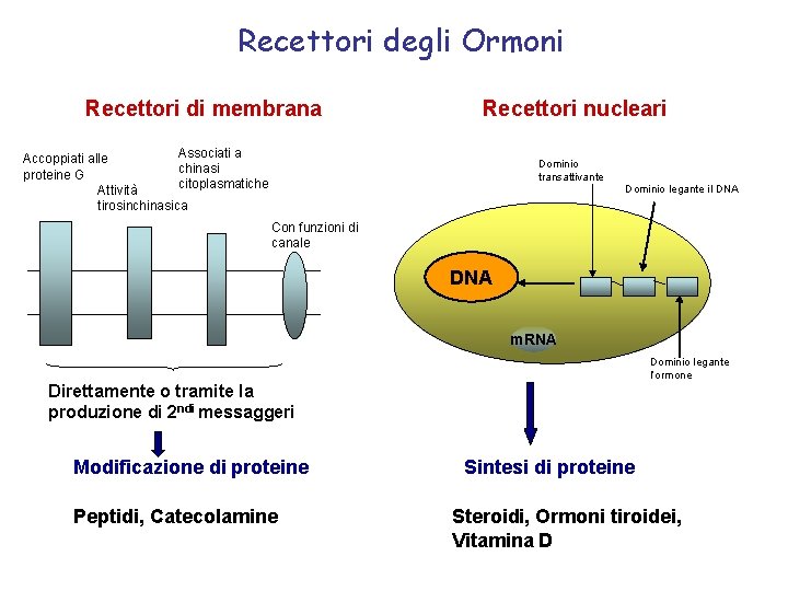 Recettori degli Ormoni Recettori di membrana Recettori nucleari Associati a Accoppiati alle chinasi proteine