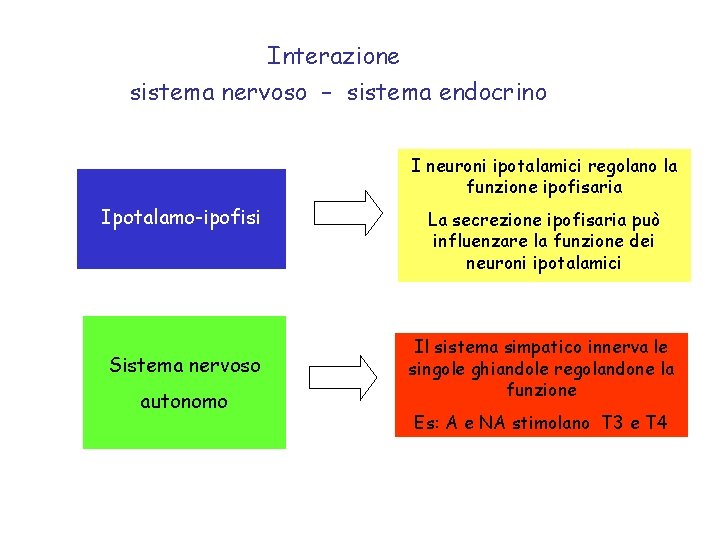 Interazione sistema nervoso – sistema endocrino I neuroni ipotalamici regolano la funzione ipofisaria Ipotalamo-ipofisi