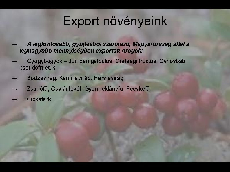 Export növényeink → A legfontosabb, gyűjtésből származó, Magyarország által a legnagyobb mennyiségben exportált drogok: