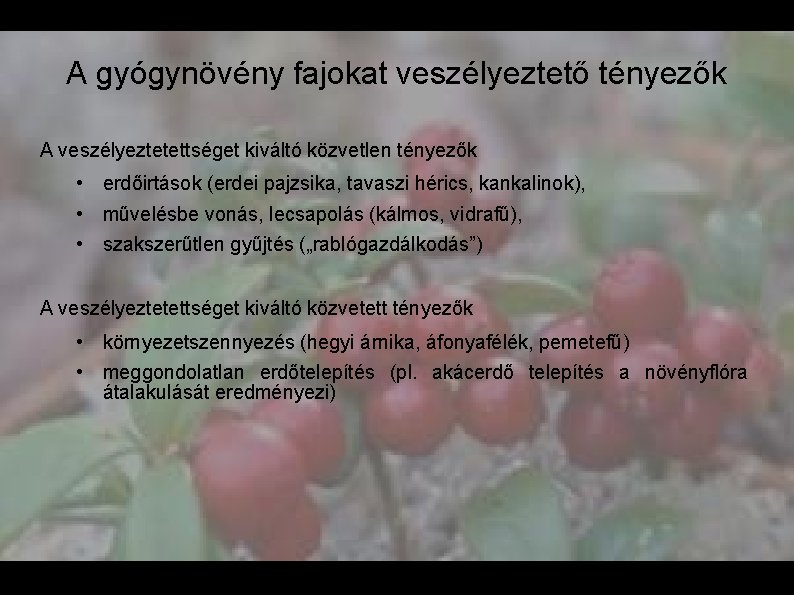 A gyógynövény fajokat veszélyeztető tényezők A veszélyeztetettséget kiváltó közvetlen tényezők • erdőirtások (erdei pajzsika,