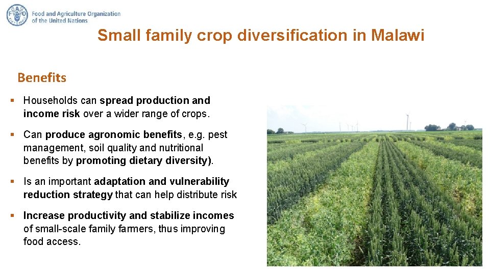 Small family crop diversification in Malawi Benefits § Households can spread production and income