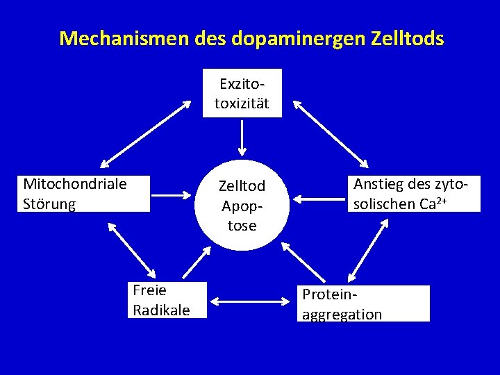 Mechanismen des dopaminergen Zelltods Exzitotoxizität Mitochondriale Störung Zelltod Apoptose Freie Radikale Anstieg des zytosolischen