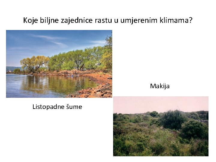 Koje biljne zajednice rastu u umjerenim klimama? Makija Listopadne šume 