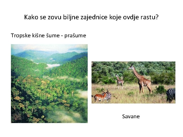 Kako se zovu biljne zajednice koje ovdje rastu? Tropske kišne šume - prašume Savane