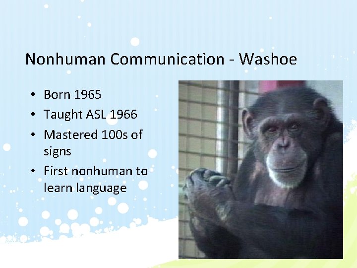 Nonhuman Communication - Washoe • Born 1965 • Taught ASL 1966 • Mastered 100