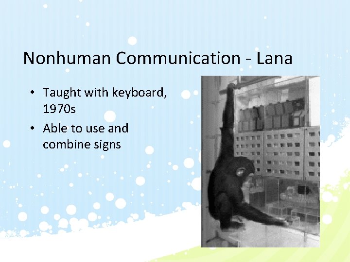 Nonhuman Communication - Lana • Taught with keyboard, 1970 s • Able to use