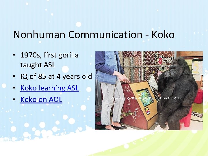 Nonhuman Communication - Koko • 1970 s, first gorilla taught ASL • IQ of