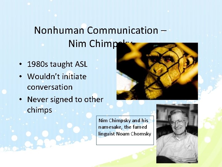 Nonhuman Communication – Nim Chimpsky • 1980 s taught ASL • Wouldn’t initiate conversation