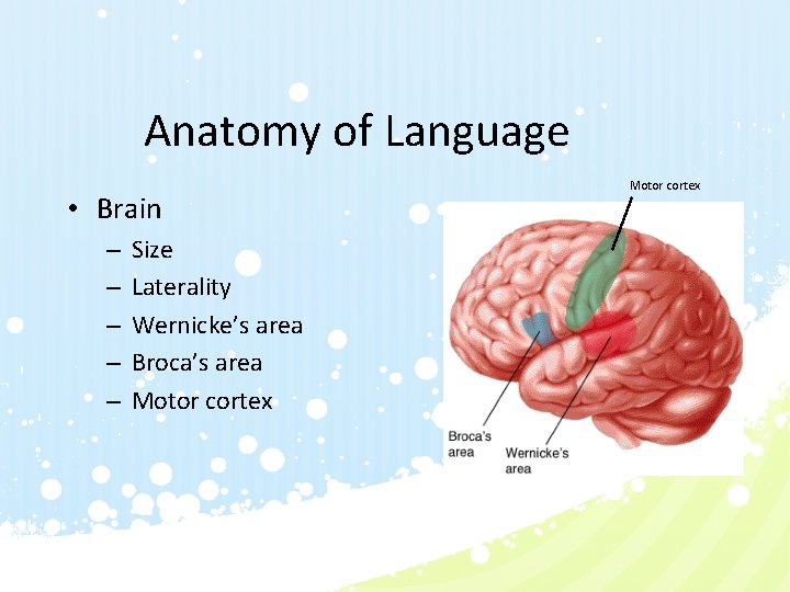 Anatomy of Language • Brain – – – Size Laterality Wernicke’s area Broca’s area