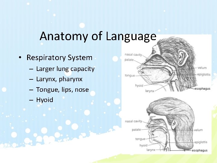 Anatomy of Language • Respiratory System – – Larger lung capacity Larynx, pharynx Tongue,